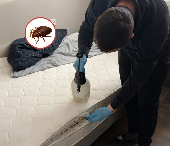 Technicien traitant un matelas contre les punaises de lit à La Garenne-Colombes